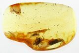 Beautifully Detailed Fossil Spider with Ant Prey In Baltic Amber #307217-1